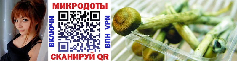 Галлюциногенные грибы Psilocybe Бирюч